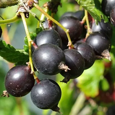 Йошта ДЖОСТАБЕРРИ  Йошта ДЖОСТАБЕРРИ в Владикавказе