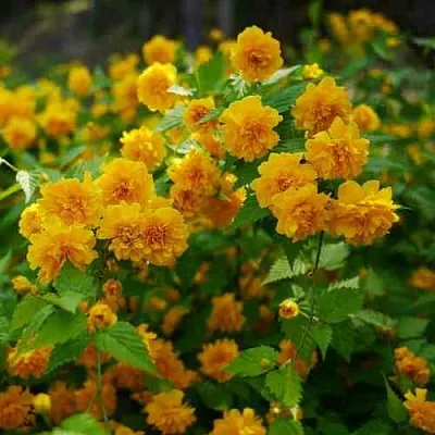 Керрия японская ПЛЕНИФЛОРА в Владикавказе