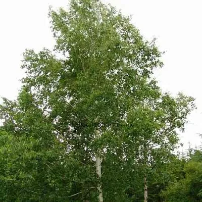 Береза бородавчатая  Береза бородавчатая в Владикавказе