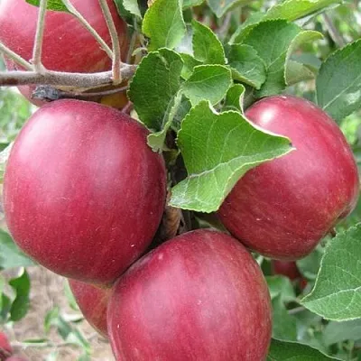 Яблоня МОСКОВСКОЕ ОЖЕРЕЛЬЕ колонновидная  Яблони Московское Ожерелье колонновидная в Владикавказе