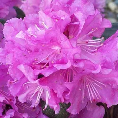 Рододендрон П.Ж.М. ЭЛИТ  Рододендрон П.Ж.М. ЭЛИТ в Владикавказе