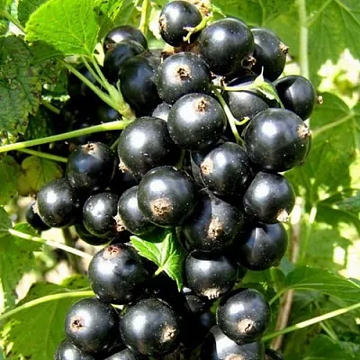 Смородина черная ГАРМОНИЯ  Смородина черная ГАРМОНИЯ в Владикавказе