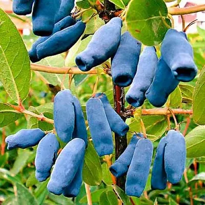 Жимолость съедобная НИМФА (ГАММА) в Владикавказе