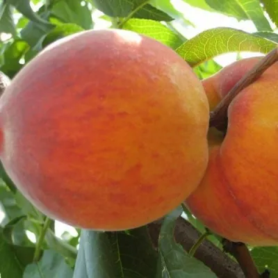 Персик СОЧНЫЙ в Владикавказе