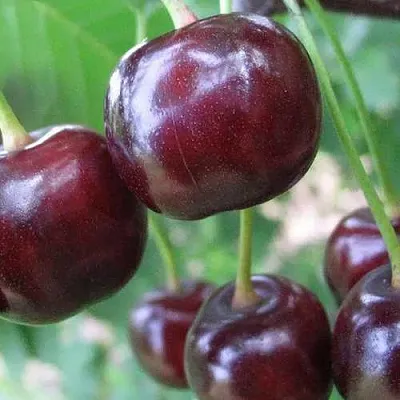 Дюк ФАКЕЛ  Дюк ФАКЕЛ в Владикавказе