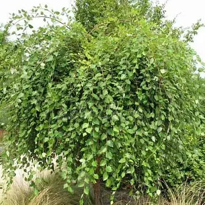 Береза САММЕР КАСКАД черная  Береза САММЕР КАСКАД черная в Владикавказе