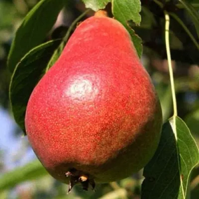 Груша НАРЯДНАЯ ЕФИМОВА  Груша НАРЯДНАЯ ЕФИМОВА в Владикавказе