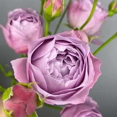 Саженцы роз ЛАВЕНДЕР БАБЛС спрей  Саженцы роз ЛАВЕНДЕР БАБЛС спрей в Владикавказе