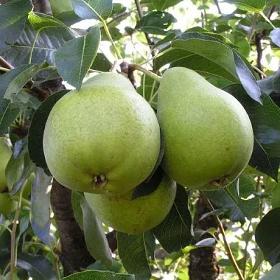 Груша МАСЛЯНИСТАЯ ЛЕТНЯЯ  Груша МАСЛЯНИСТАЯ ЛЕТНЯЯ в Владикавказе