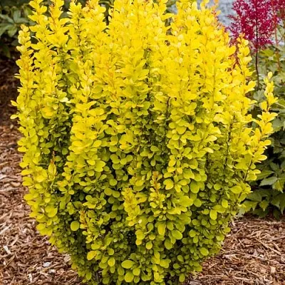 Барбарис ГОЛДЕН ТОРЧ тунберга  Барбарис ГОЛДЕН ТОРЧ тунберга в Владикавказе