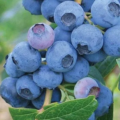 Голубика ЭРЛИБЛЮ  Голубика ЭРЛИБЛЮ в Владикавказе