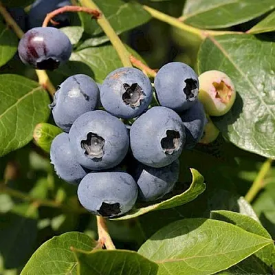 Голубика ШАНТЕКЛЕР  Голубика ШАНТЕКЛЕР в Владикавказе