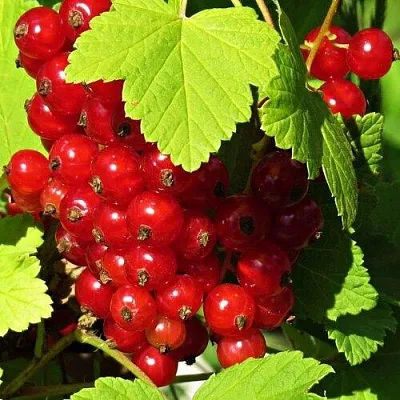 Смородина красная ГАЗЕЛЬ  Смородина красная ГАЗЕЛЬ в Владикавказе
