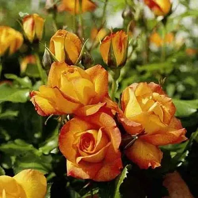 Саженцы роз САХАРА плетистая  Саженцы роз САХАРА плетистая в Владикавказе