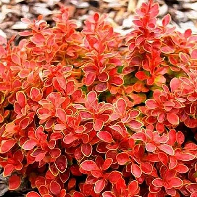 Барбарис КОРАЛ тунберга  Барбарис КОРАЛ тунберга в Владикавказе