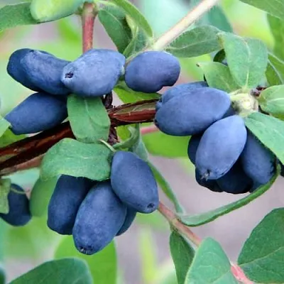 Жимолость съедобная ХОНЕЙ БИ в Владикавказе