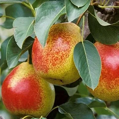 Груша ГОРНАЯ КРАСАВИЦА  Груша ГОРНАЯ КРАСАВИЦА в Владикавказе