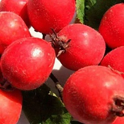 Боярышник КРУПНОПЛОДНЫЙ в Владикавказе