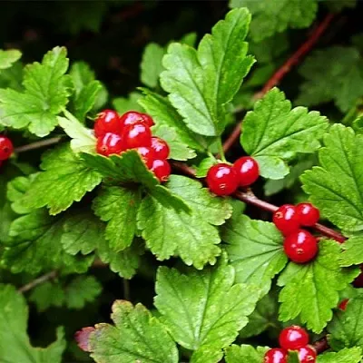 Смородина альпийская  Смородина альпийская в Владикавказе