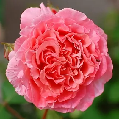 Саженцы роз ЛОРАН КАБРОЛЬ шраб  Саженцы роз ЛОРАН КАБРОЛЬ шраб в Владикавказе