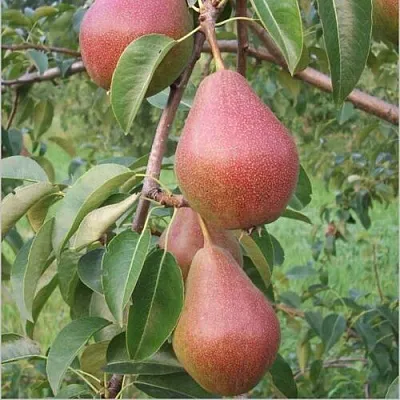 Груша РУМЯНАЯ КЕДРИНА  Груша РУМЯНАЯ КЕДРИНА в Владикавказе