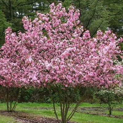 Яблоня РУДОЛЬФ декоративная   Яблоня РУДОЛЬФ декоративная  в Владикавказе