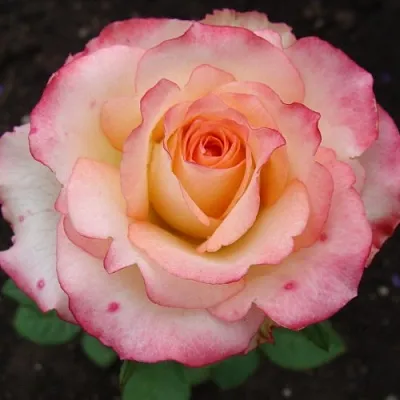 Саженцы роз ДУЭТ чайно-гибридная  Саженцы роз ДУЭТ чайно-гибридная в Владикавказе