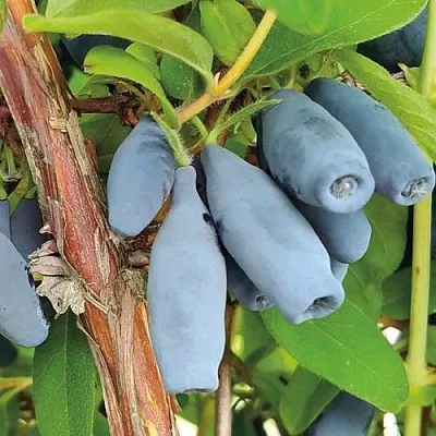 Жимолость съедобная ВОСТОРГ в Владикавказе