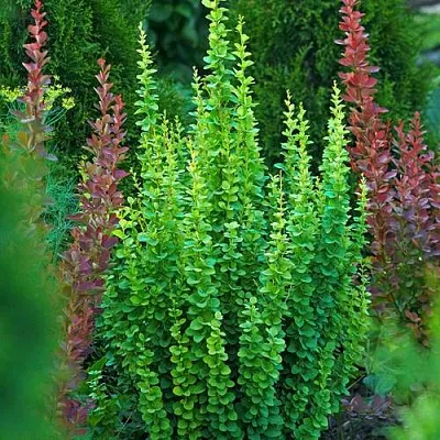 Барбарис ЭРЕКТА тунберга  Барбарис ЭРЕКТА тунберга в Владикавказе