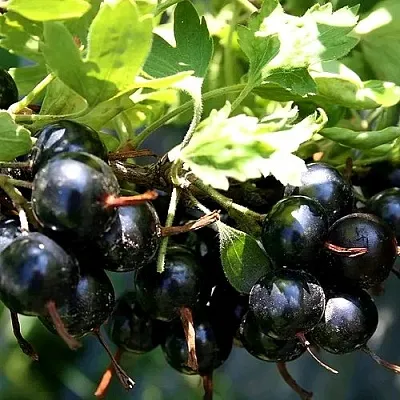 Золотистая  Золотистая в Владикавказе