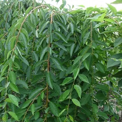 Черешня ПЕНДУЛА декоративная  Черешня ПЕНДУЛА декоративная в Владикавказе