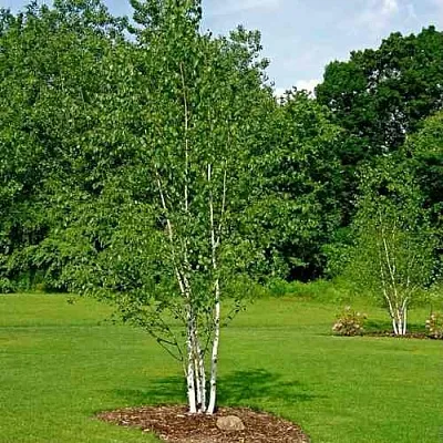 Береза бумажная  Береза бумажная в Владикавказе