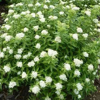 Спирея АЛЬБИФЛОРА японская  Спирея АЛЬБИФЛОРА японская в Владикавказе