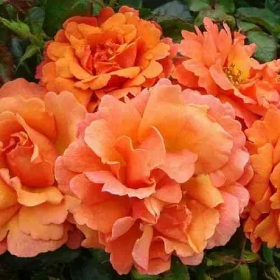 Саженцы роз БРИДЖ ОФ САЙЗ плетистая  Саженцы роз БРИДЖ ОФ САЙЗ плетистая в Владикавказе