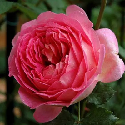 Саженцы роз ДЖУБИЛИ СЕЛЕБРЕЙШН английская в Владикавказе