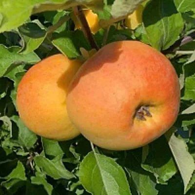 Яблоня АНТОНОВКА ЗОЛОТАЯ  Яблоня АНТОНОВКА ЗОЛОТАЯ в Владикавказе