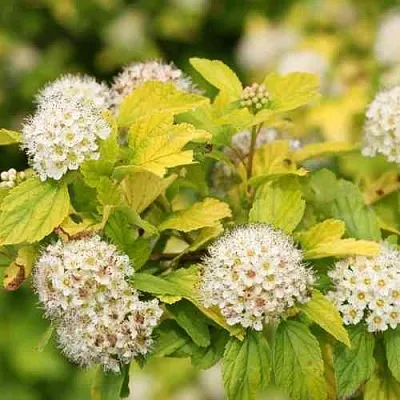 Пузыреплодник АНГЕЛ ГОЛД  Пузыреплодник АНГЕЛ ГОЛД в Владикавказе