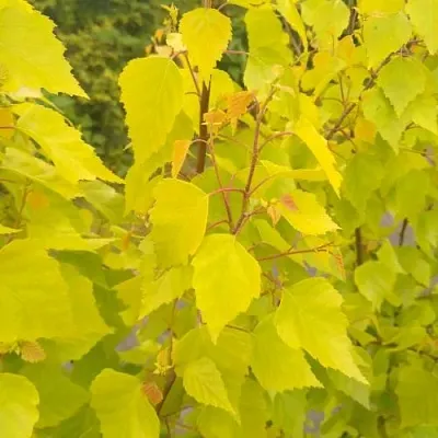 Берёза ГОЛДЕН ОБЕЛИСК повислая   Берёза ГОЛДЕН ОБЕЛИСК повислая  в Владикавказе