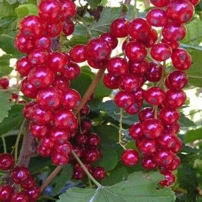 Смородина красная ПУРПУРНАЯ  Смородина красная ПУРПУРНАЯ в Владикавказе
