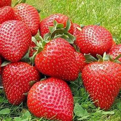 Клубника ЭЛИАНЕ  Клубника ЭЛИАНЕ в Владикавказе