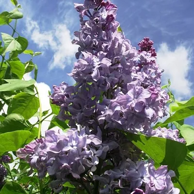 Сирень КРЫЛЬЯ НАДЕЖДЫ  Сирень КРЫЛЬЯ НАДЕЖДЫ в Владикавказе