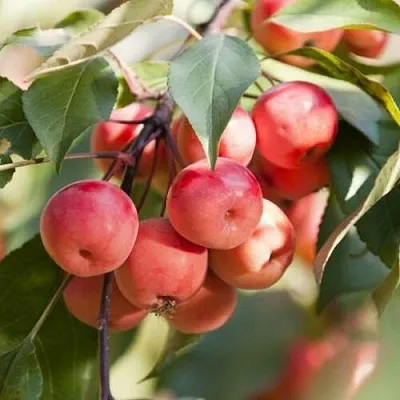 Яблоня ВИШНЕПЛОДНАЯ декоративная  Яблоня ВИШНЕПЛОДНАЯ декоративная в Владикавказе