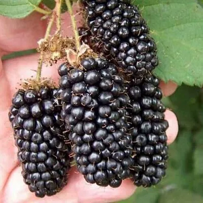 Ежевика ЛОХ НЕСС бесшипная в Владикавказе