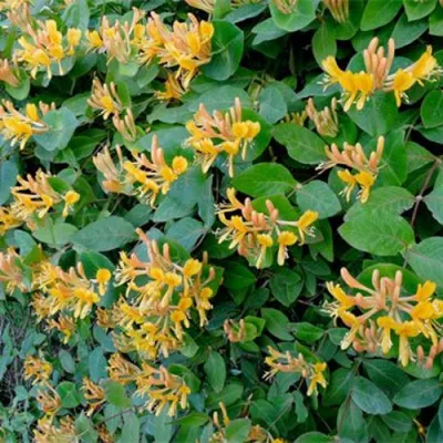 Жимолость ТЕЛЬМАНА в Владикавказе