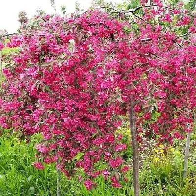 Яблоня КИНГ БЬЮТИ декоративная  Яблоня КИНГ БЬЮТИ декоративная в Владикавказе