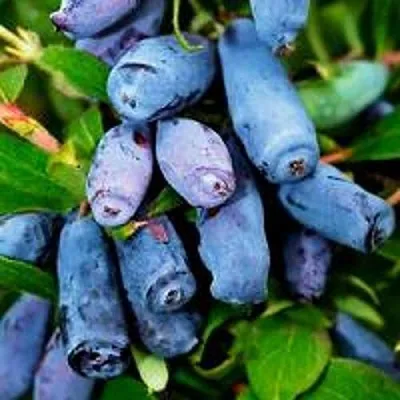 Жимолость съедобная ВОЛХОВА в Владикавказе