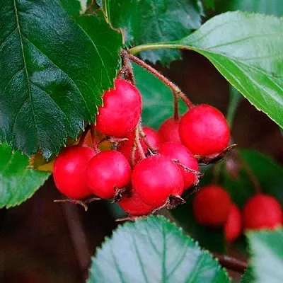 Боярышник ЛЮДМИЛ в Владикавказе