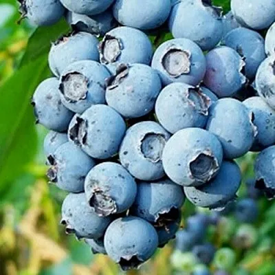 Голубика БРИГИТТА БЛЮ  Голубика БРИГИТТА БЛЮ в Владикавказе