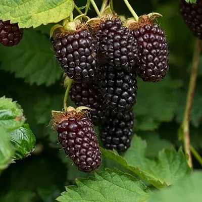 Ежемалина в Владикавказе