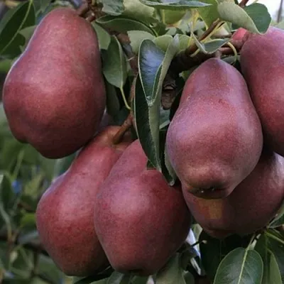 Груша РЕД ВИЛЬЯМС  Груша РЕД ВИЛЬЯМС в Владикавказе